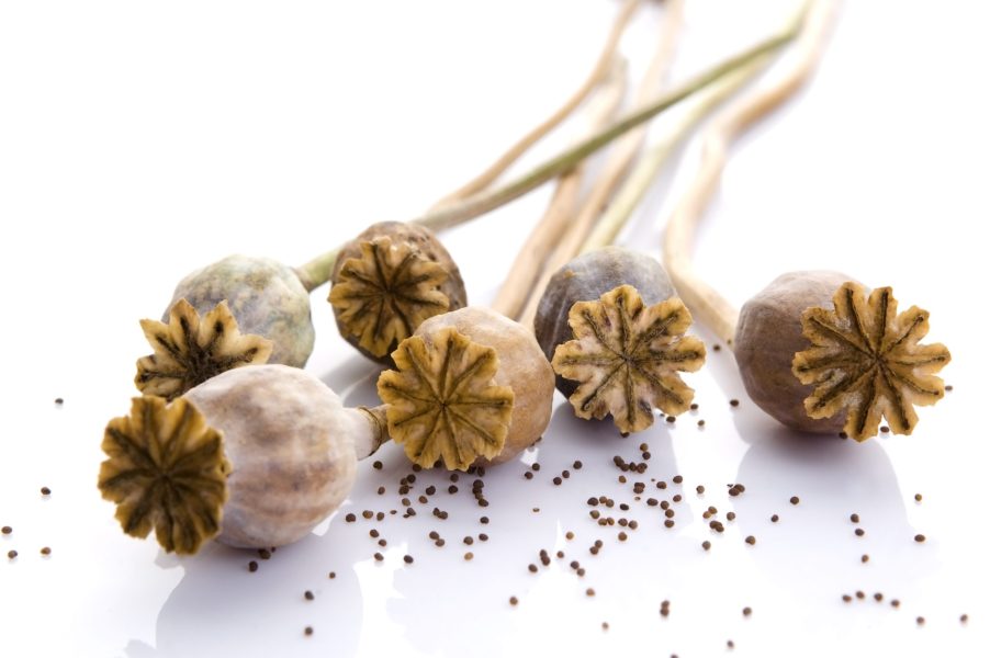 Poppy seeds and poppy heads