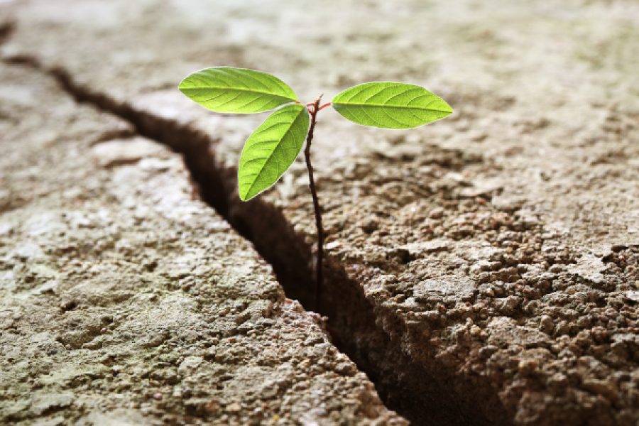 A young plant growing out of concrete. Concept of business break through