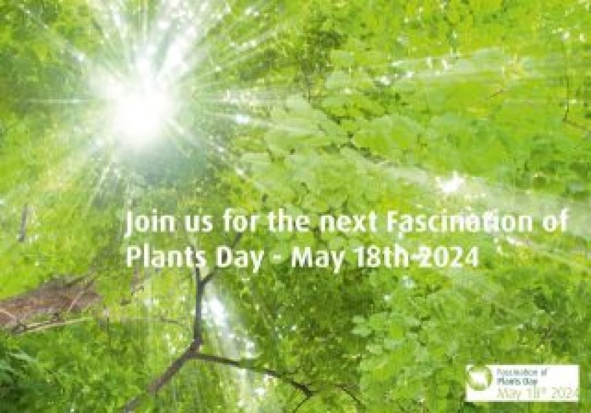 FoPD2024_advert2_Sun through trees