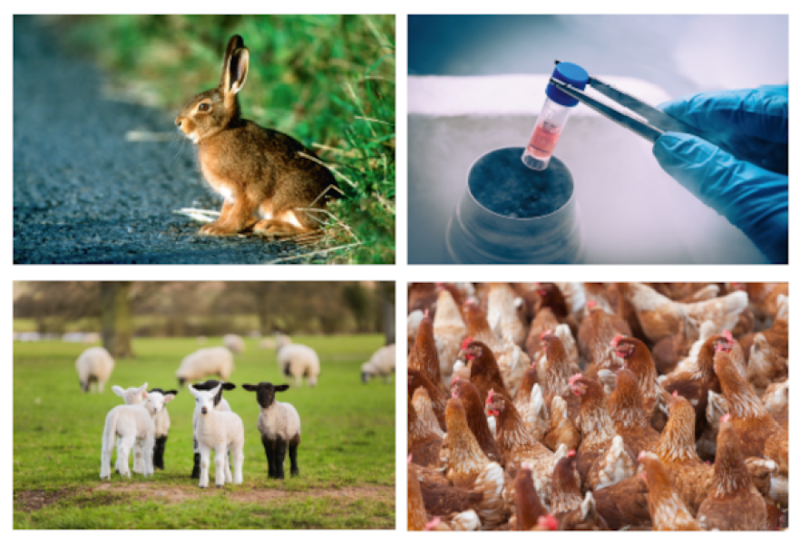 Koláž fotiek na plagát_INTERREG_HUSK_zmenšené